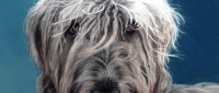 Bed Head