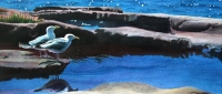 Schoodic Reflection
