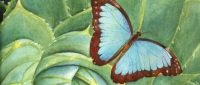 Butterfly Blues