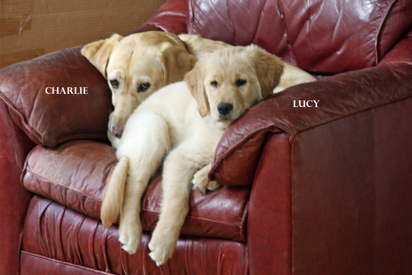 Charlie-Lucy